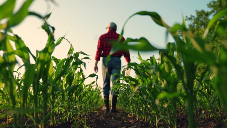 Do campo ao mercado global: como nossas traduções fortalecem o agronegócio brasileiro